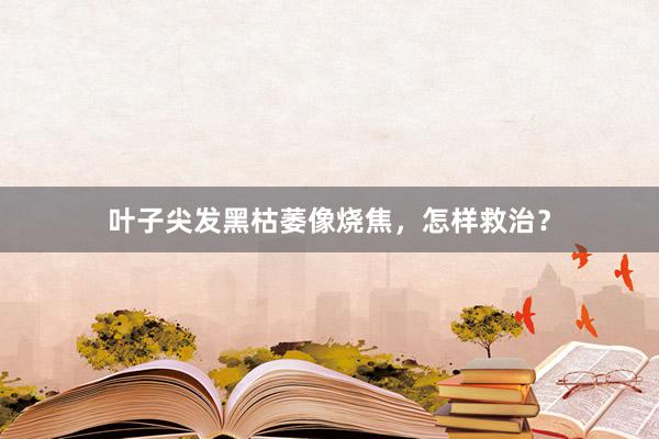 叶子尖发黑枯萎像烧焦，怎样救治？